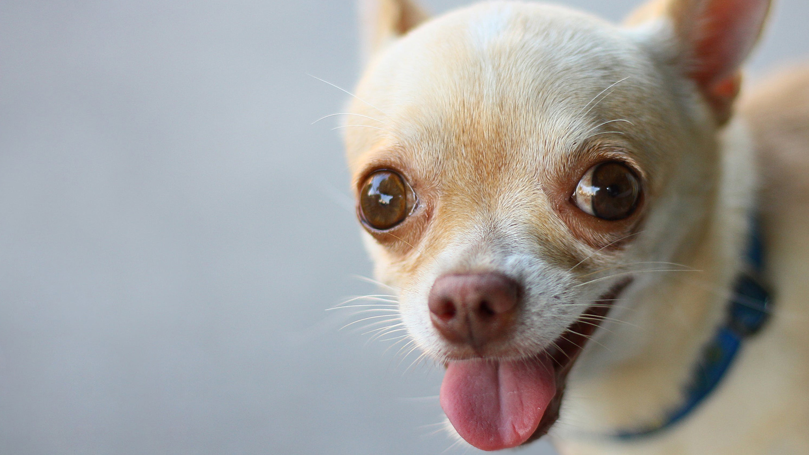 How Not To Become A Christian Chihuahua